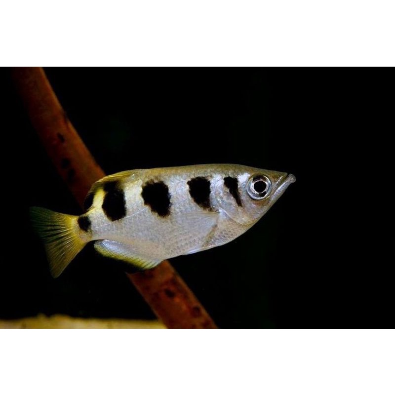 Archer Fish | Brackish Fish Hiasan Aquarium