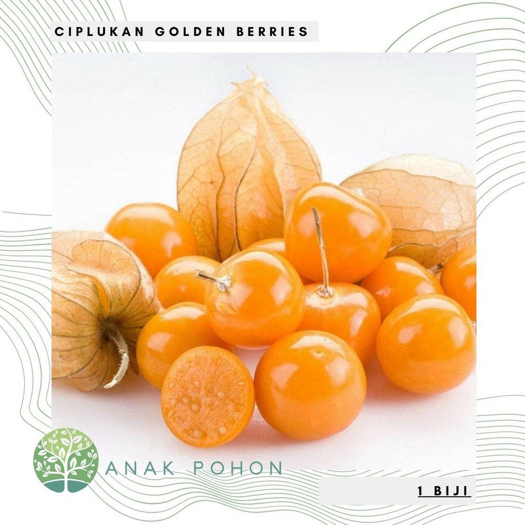 Benih Bibit Biji - Buah CIPLUKAN Golden Berries (untuk Diabetes, Epilepsi, Rematik)