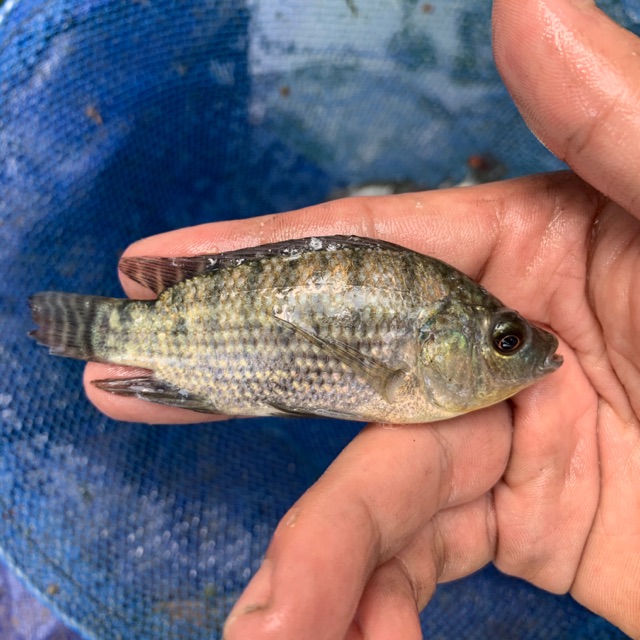 bibit ikan nila hitam 2 jari atau ngorek - bibit ikan nila hitam - bibit ikan nila