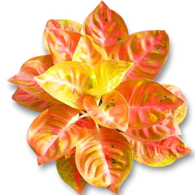 (COD) Aglaonema big roy mutasi /Aglonema bigroy / Aglonema bigroy mutasi (Tanaman hias aglaonema bigroy mutasi) - tanaman hias hidup - bunga hidup - bunga aglonema - aglaonema merah - aglonema merah - aglaonema import - aglaonema murah