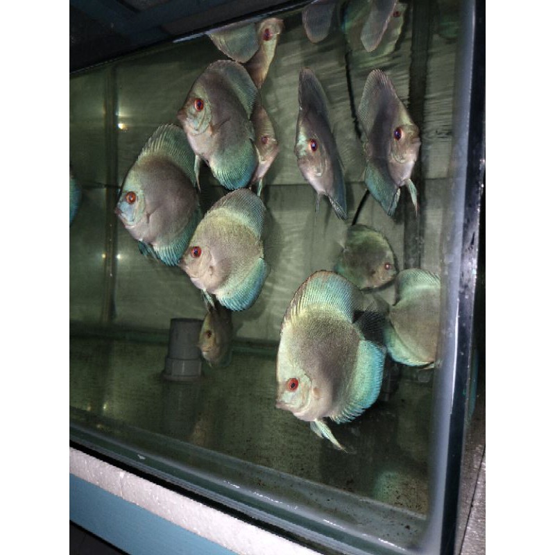 Discus Blue Diamond 2,5"