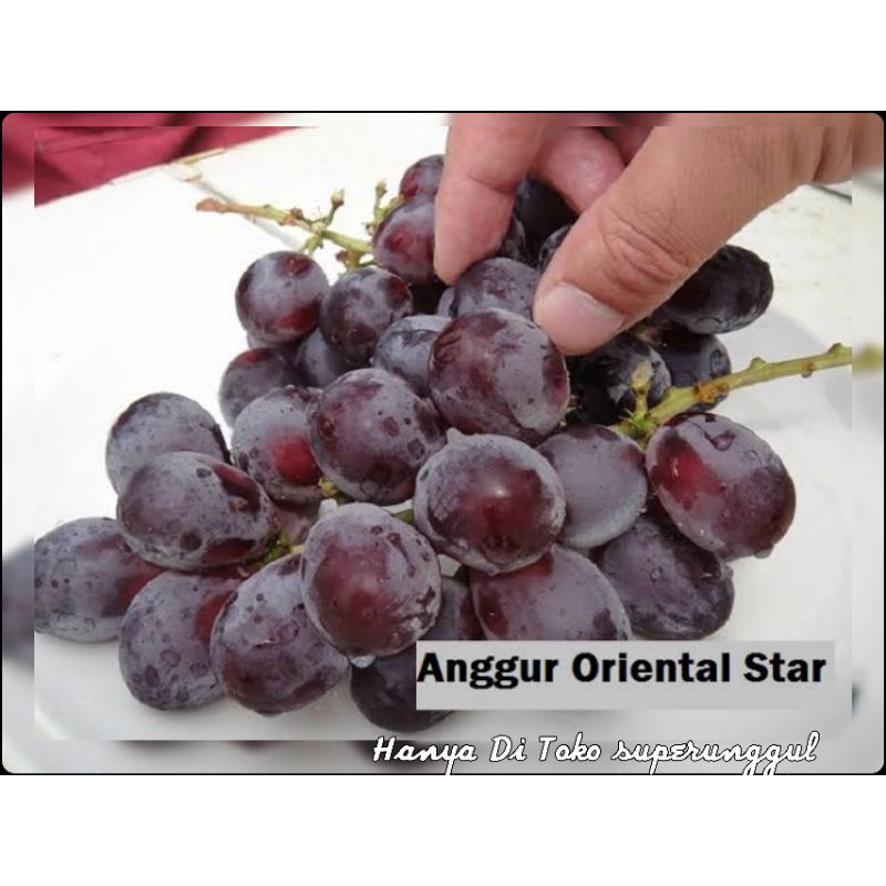 Bibit Anggur import jenis oriental star