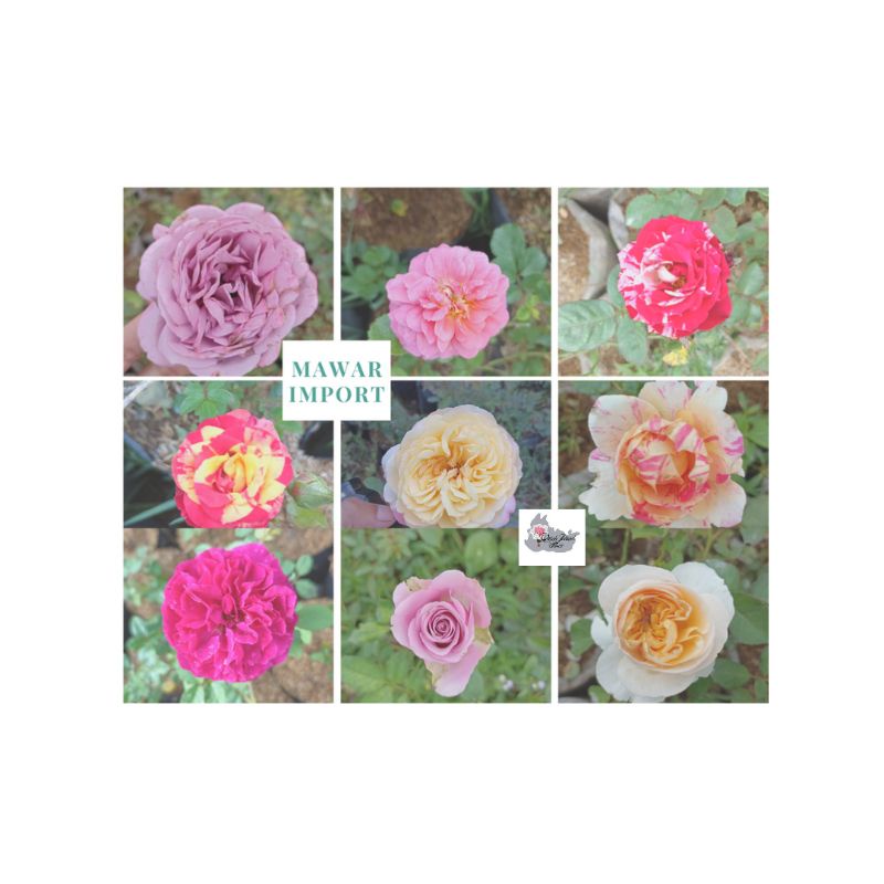 Mawar Import - Ukuran Dewasa
