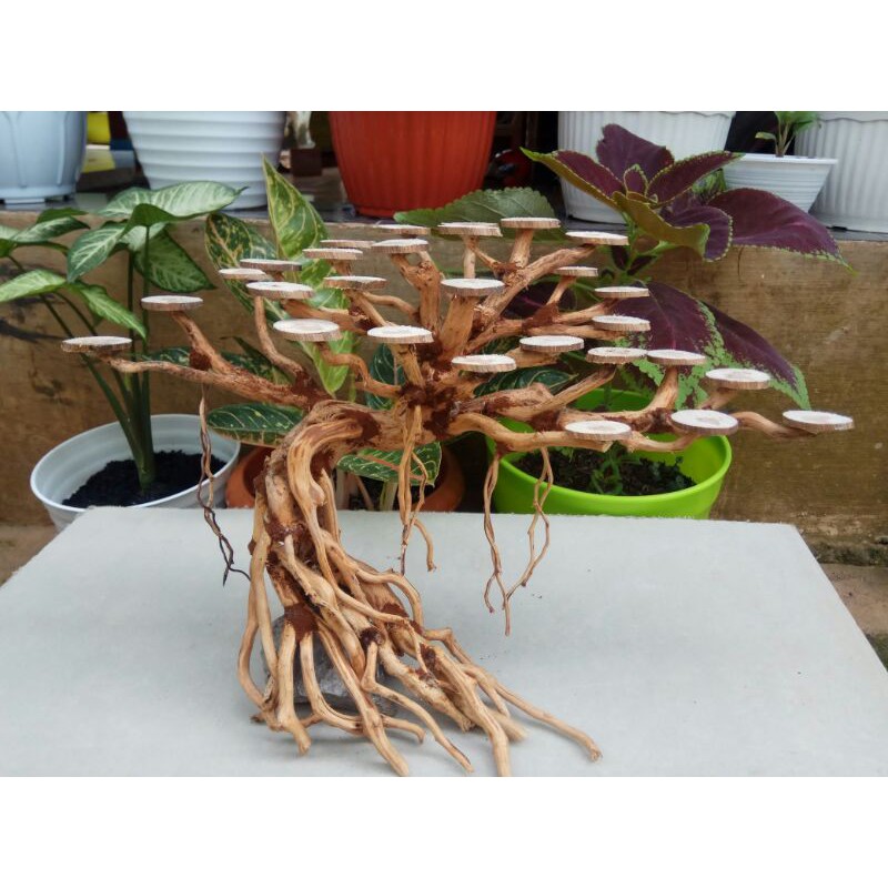 Bonsai aquascape Beringin Friendly