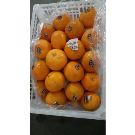 

jeruk wokam import