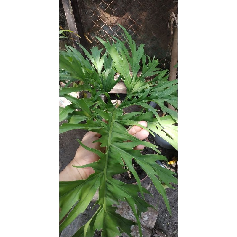 Tanaman Hias Philo Green Finger