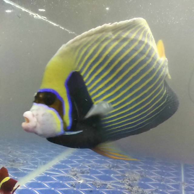 

Batman fish