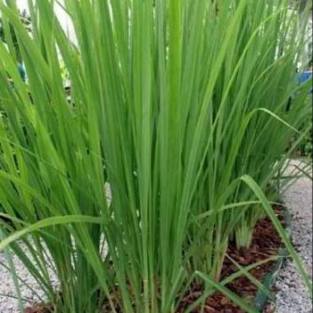 

Daun sereh 1 kg