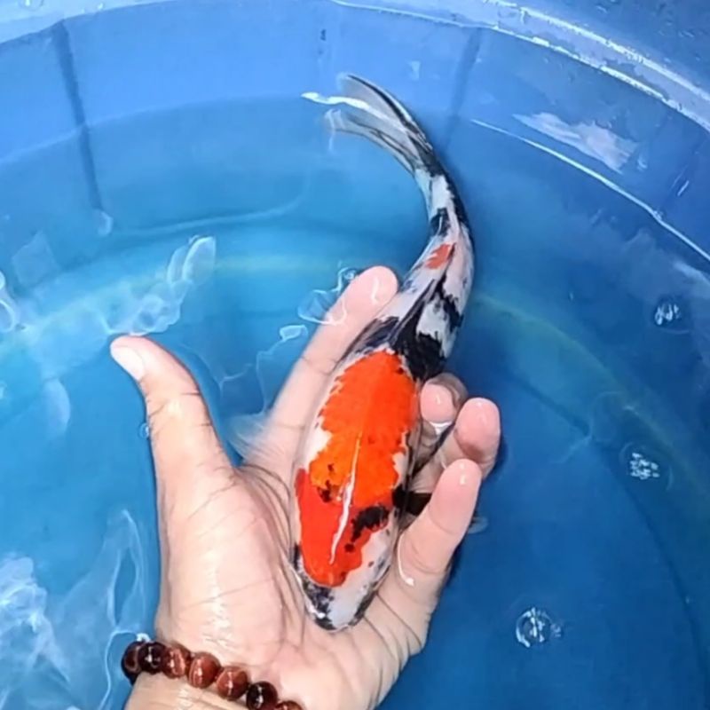 Ikan Koi F1 / Dari Indukan Import / Rumah Koi Jakarta / kode 0023