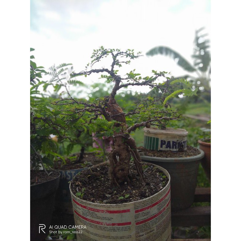 bonsai ileng"