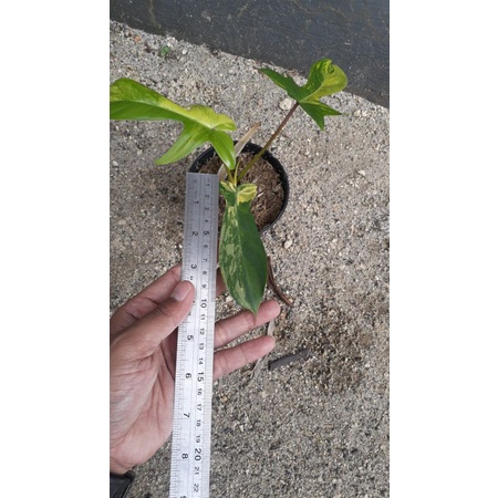 florida beauty variegata