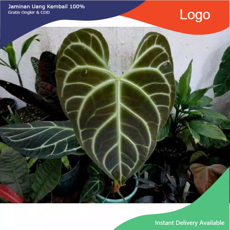 NEW PROMO BONGGOL Anthurium Regale Peru Cutting Tunas