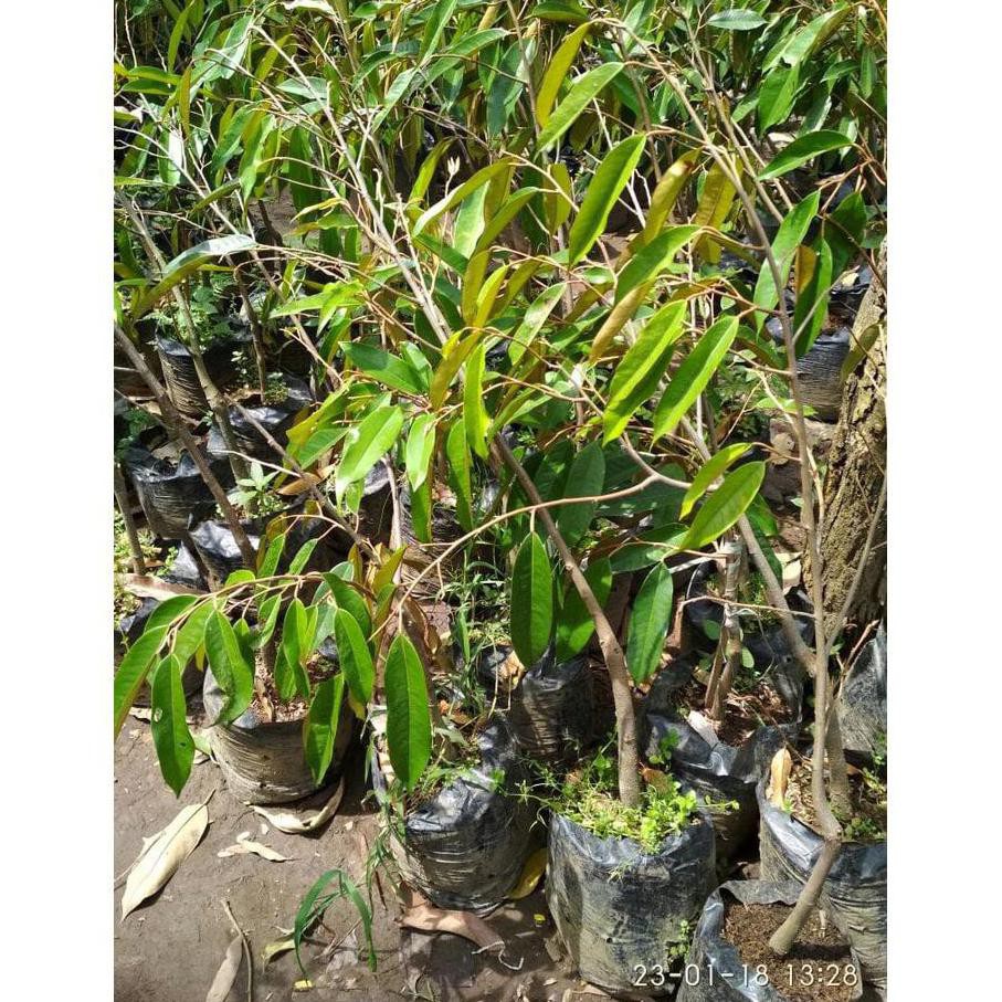 h3i Dic4Ri Bibit Tanaman Buah Durian Matahari