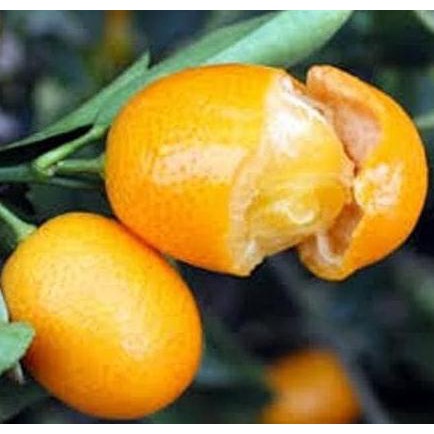 Terlaris BIBIT JERUK NAGAMI BERBUAH BESAR HASIL CANGKOKAN BISA COD TANAMAN BUAH MEDIA POLYBAG HARGA