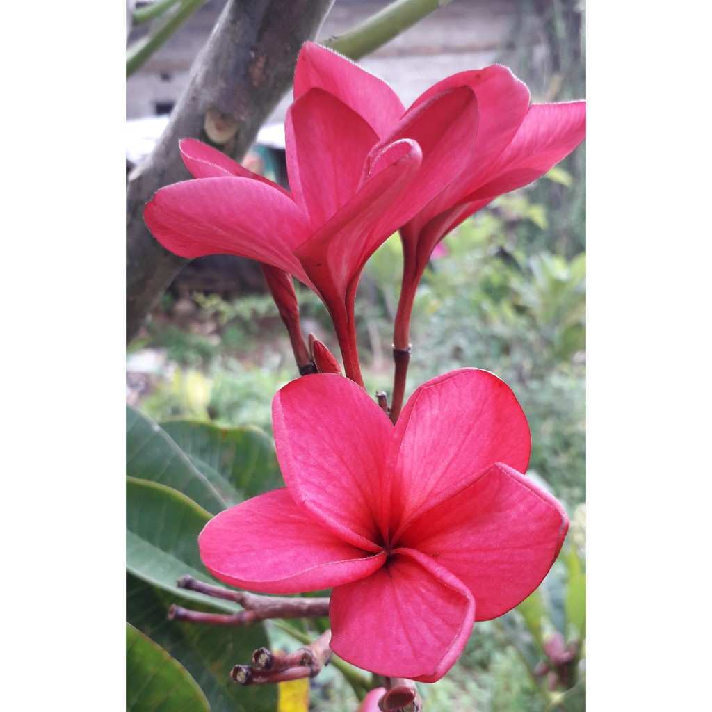 Bibit Tanaman Hias Kamboja Bali - Pohon Kamboja Bali Bunga Merah