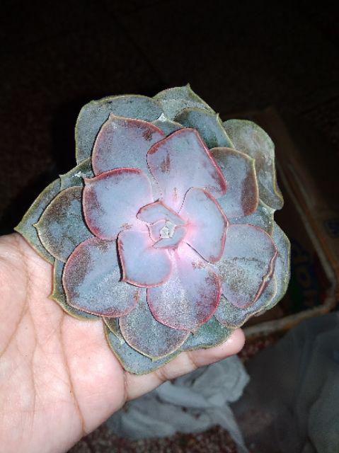 Sukulen Murah Dan Hemat Dengan Berbagai Macam Variant Sudah Termasuk Pot 10cm