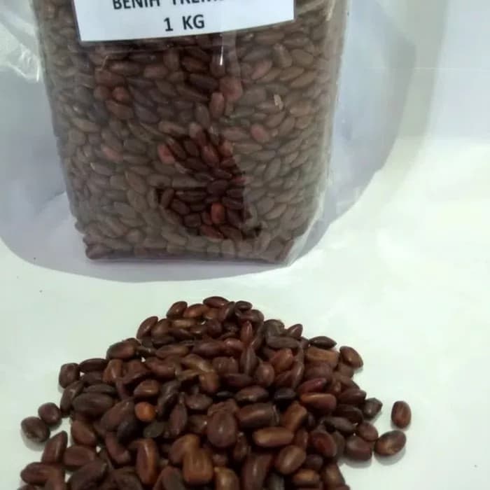 Jual Kg Biji Benih Pohon Trembesi Keduh Shopee Indonesia