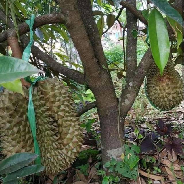 Bibit durian musang king super