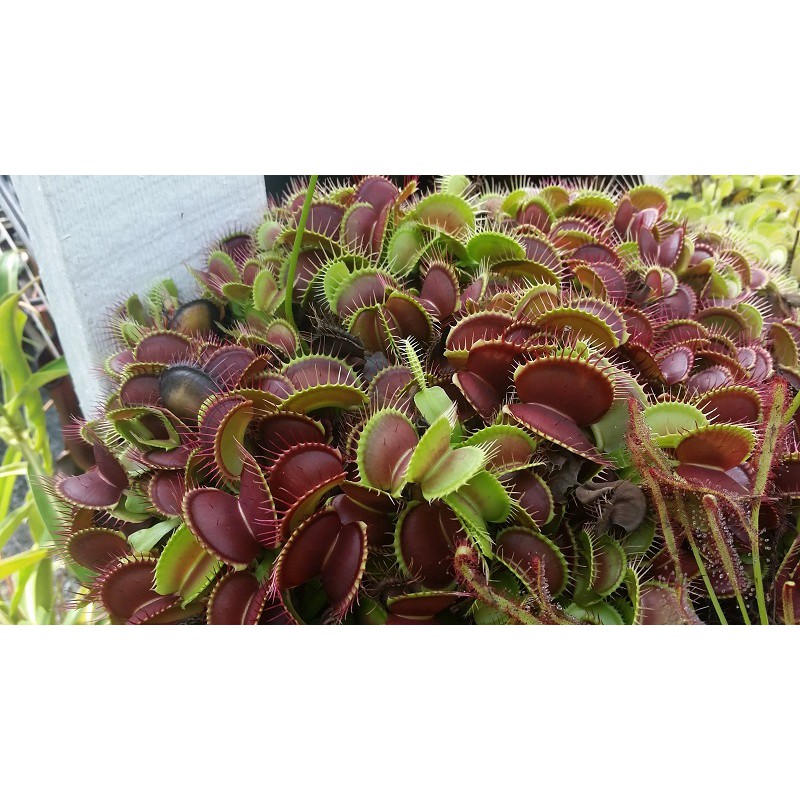 Bibit Benih Biji Venus Flytrap Brown - Bibit Tanaman Venus Flytrap Coklat - Venus Flytrap Brown -COD-1