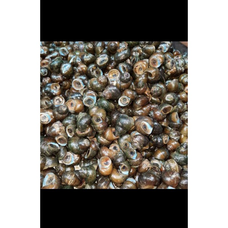 

sifut/Tutut hidup siap olah 1kg