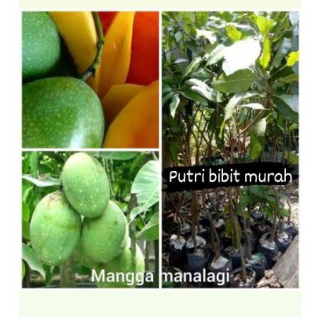 

mangga manalagi