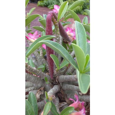 seed (benih) adenium emerald crown x khz DD