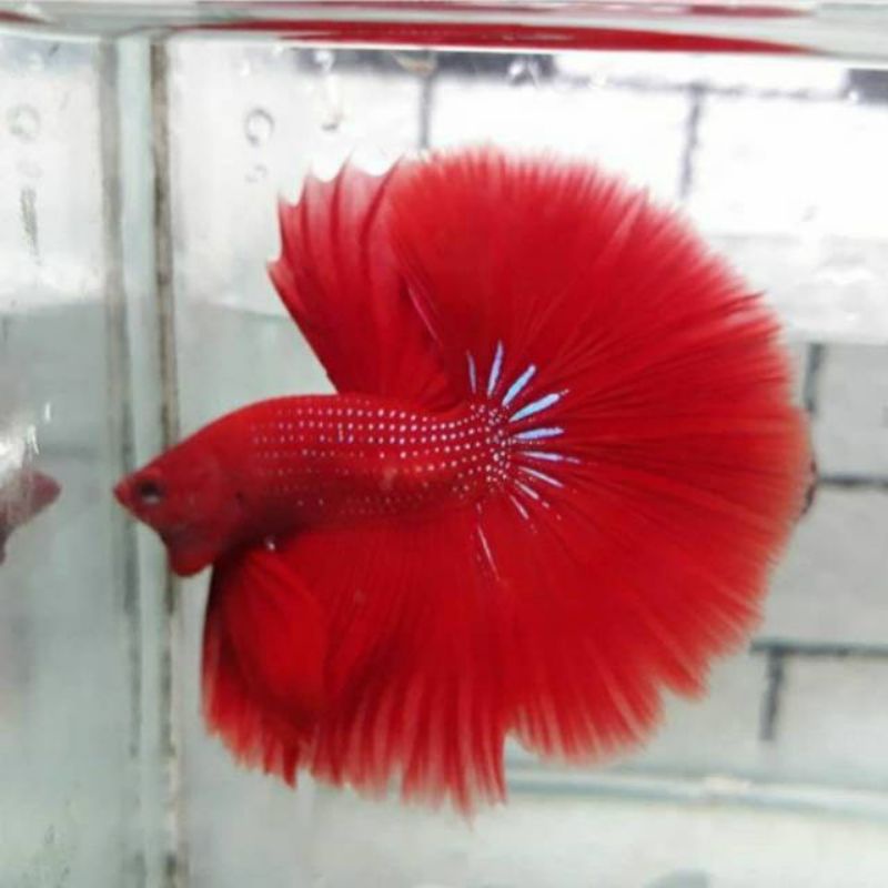 (PAKET)Halfmoon warna solid yelow,blue,red