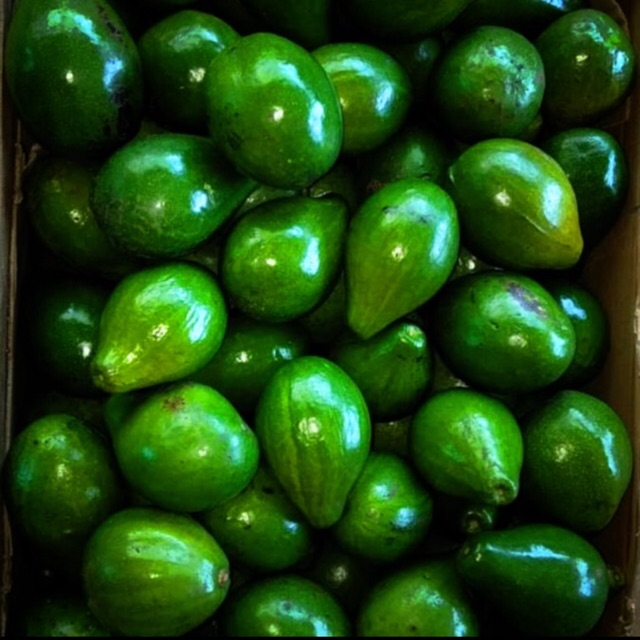 

Alpukat Mentega 3 kg