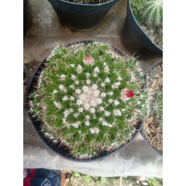 kaktus salak Bangkok jumbo/kaktus indukan