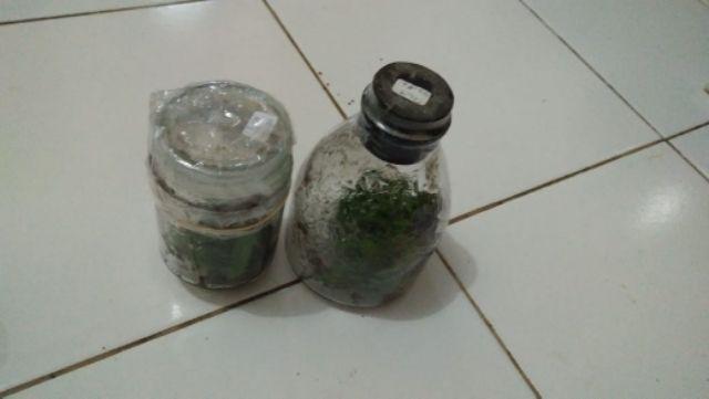 Anggrek Botol Bulan - Phalaenopsis Hybrid Botol Lab