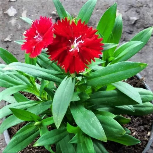 Bibit Bunga Anyelir Dianthus Merah