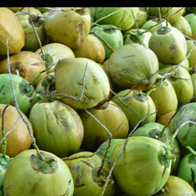 

Kelapa muda segar per buah