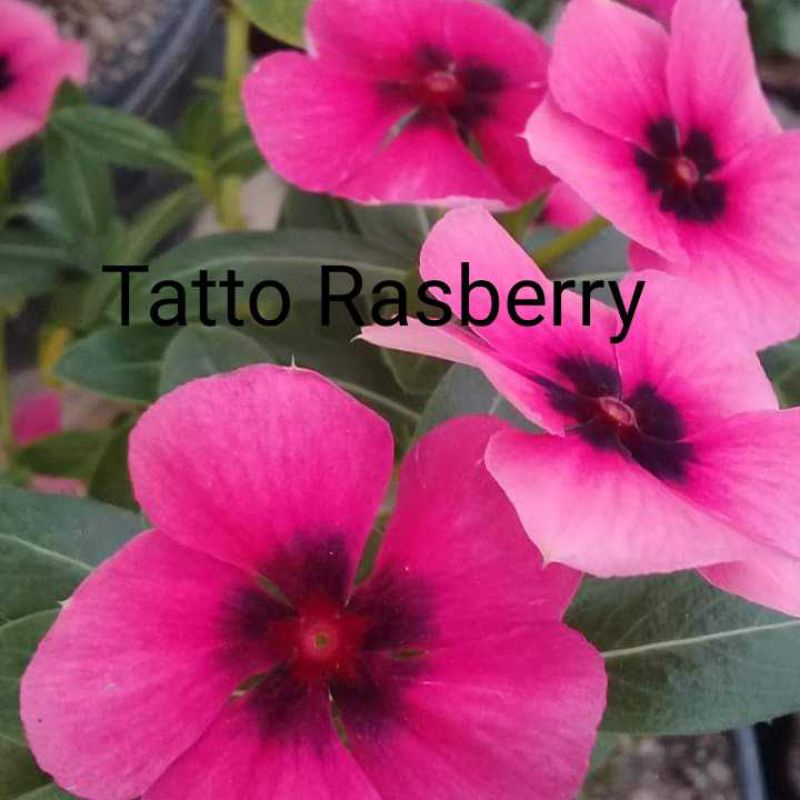 Vinca Tatto Raspberry