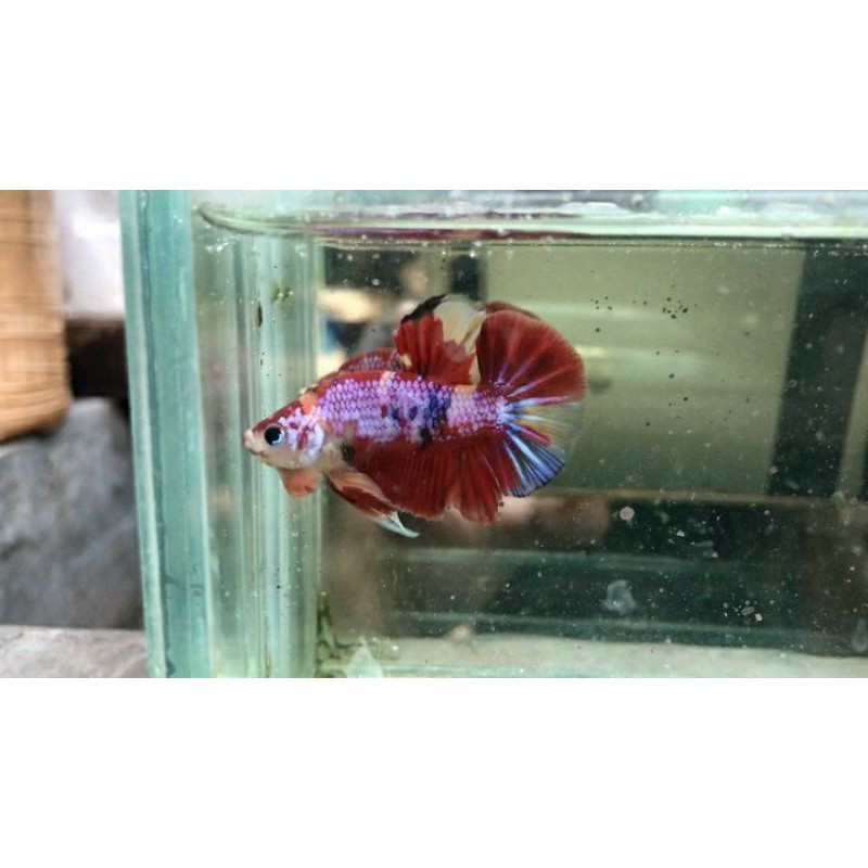 CUPANG NEMO GALAXY THAILAND