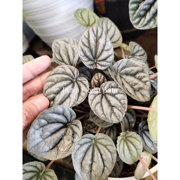 Bibit Tanaman Hias Daun Peperomia Dollar Kerang Silver