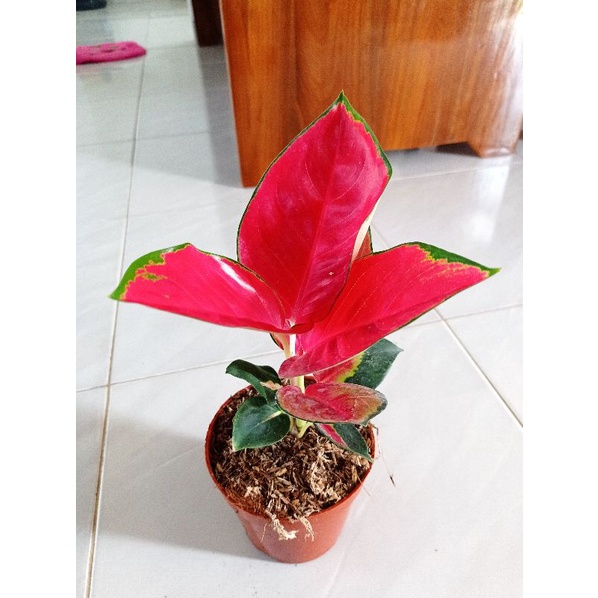 Aglonema Suksom Jaipong Nirwana Bibit