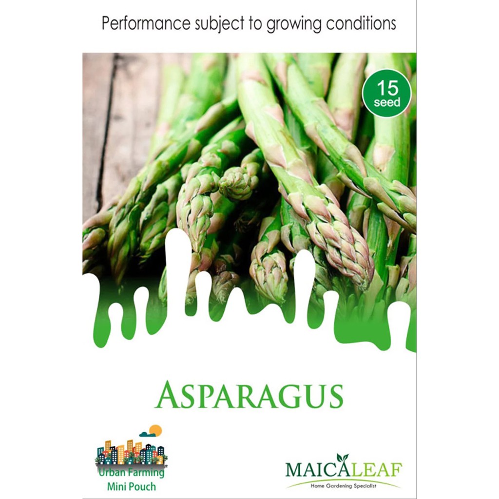 Benih Asparagus/Bibit Asparagus Maica Leaf isi 15 Benih