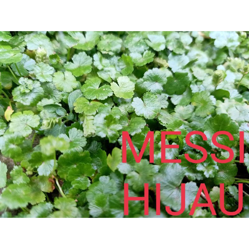 

NG DAUN PEGAGAN kecil/ ANTANAN Berit segarr