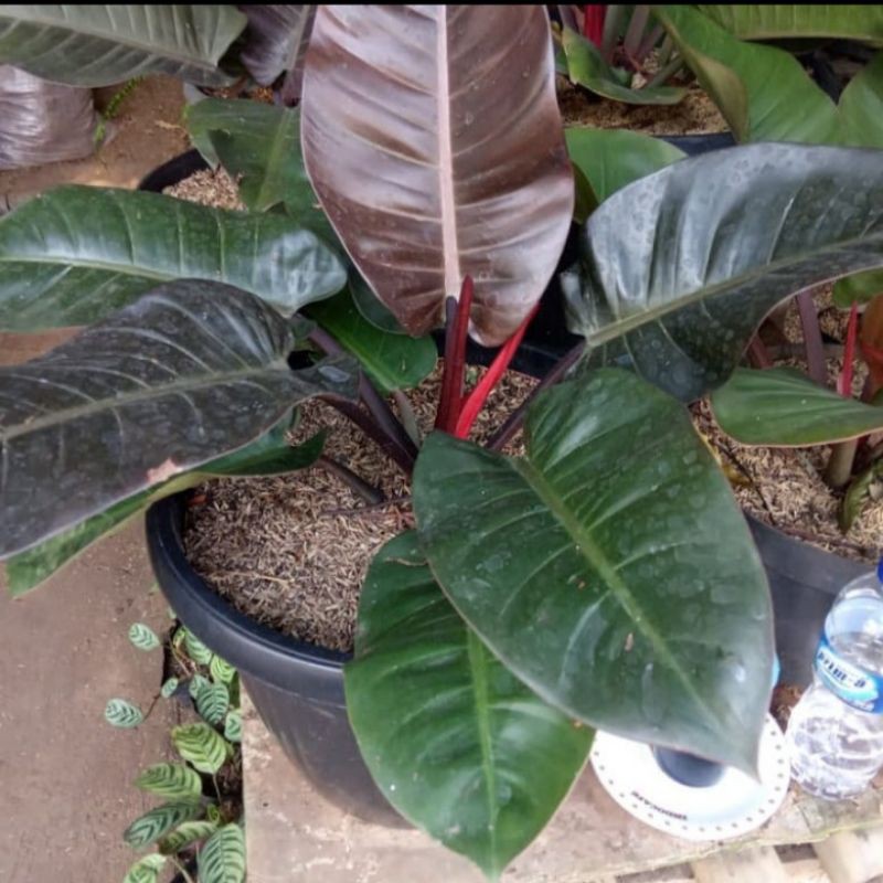 BLACK CARDINAL PHILODENDRON JUMBO