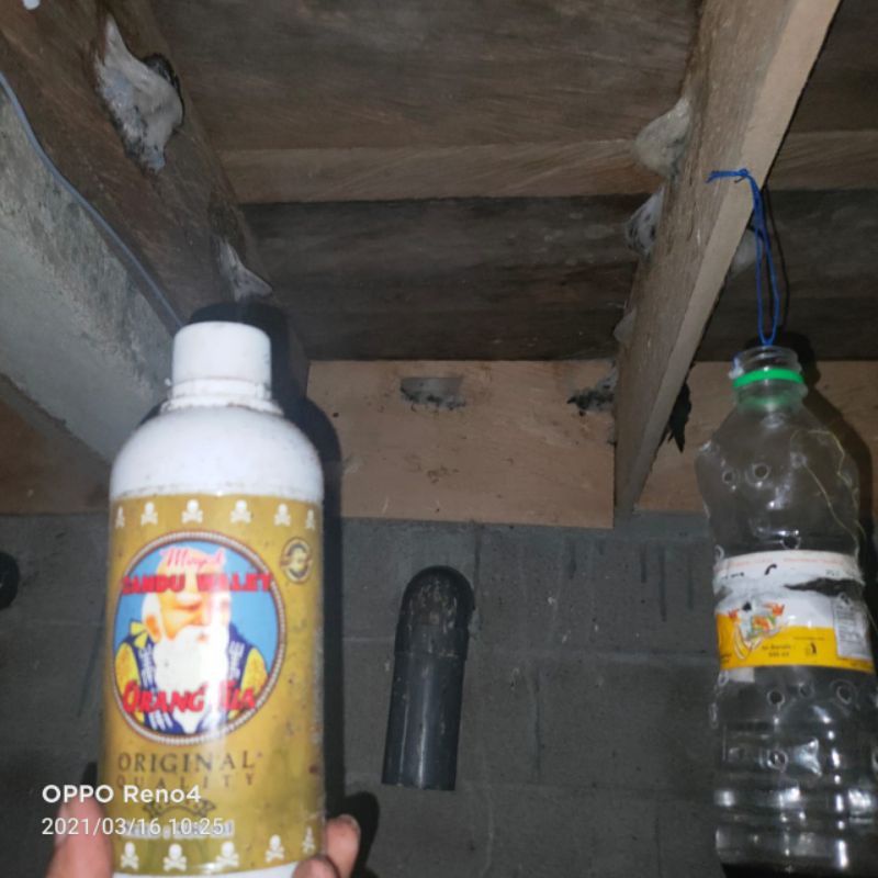 candu walet orangtua 170ml gratis sp dan si