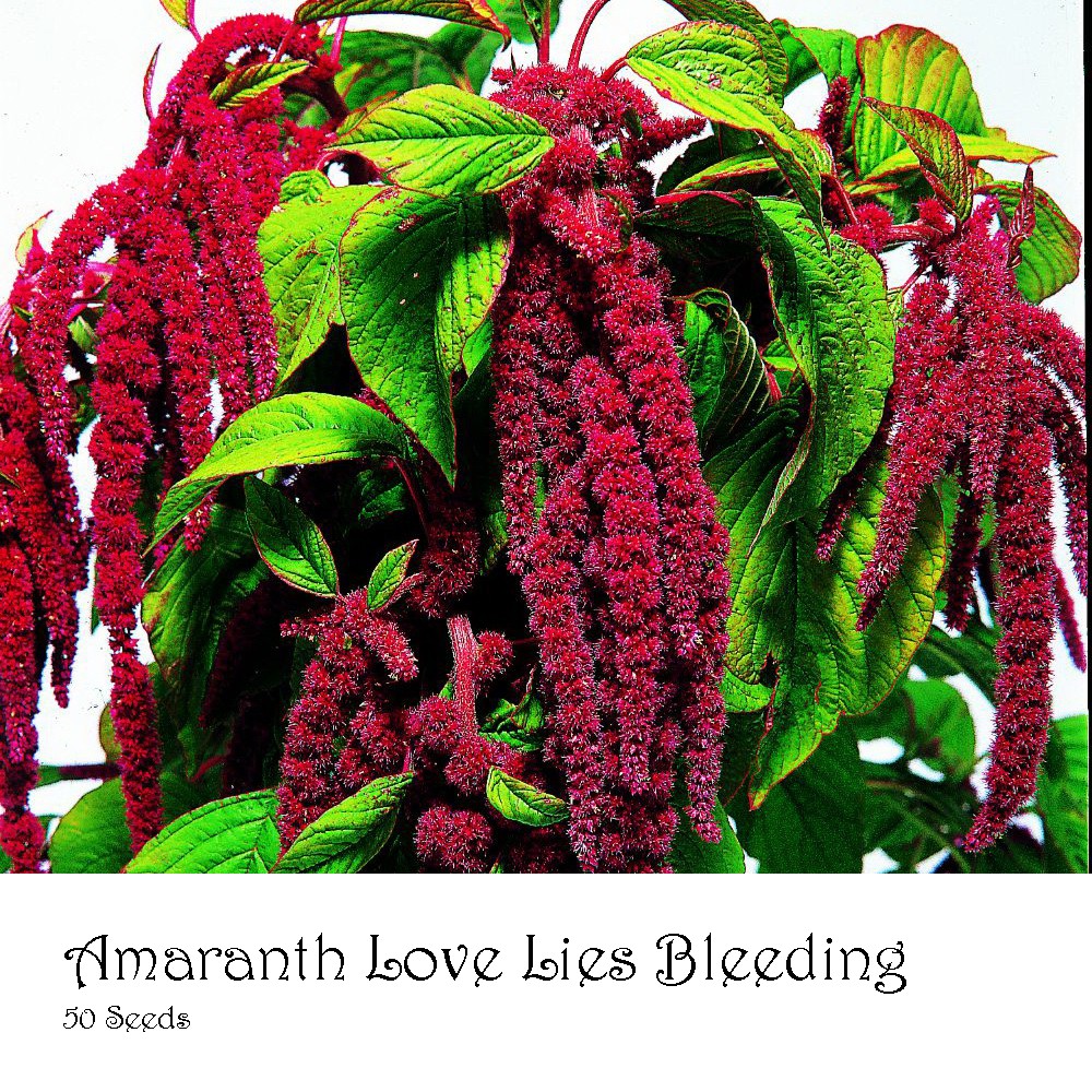 PlantaSeed - 50 Seeds - Amaranth Love Lies Bleeding Biji - PAS0239