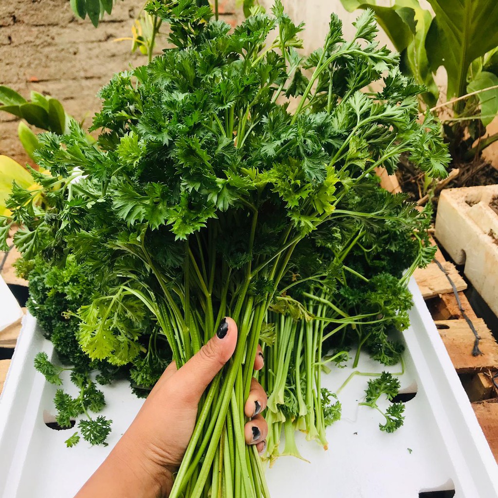 

Daun Peterseli Segar 100 gram