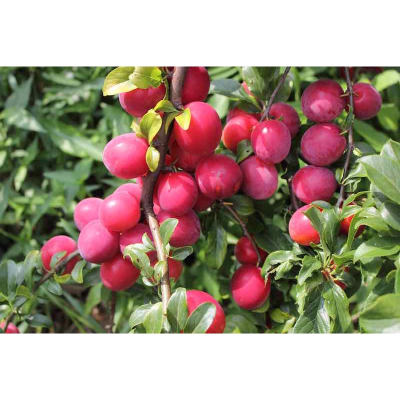 Benih Bibit Biji - Buah Plum Ceri Merah / Prem Ceri / Red Cherry Plum Fruit Tree Seeds - IMPORT