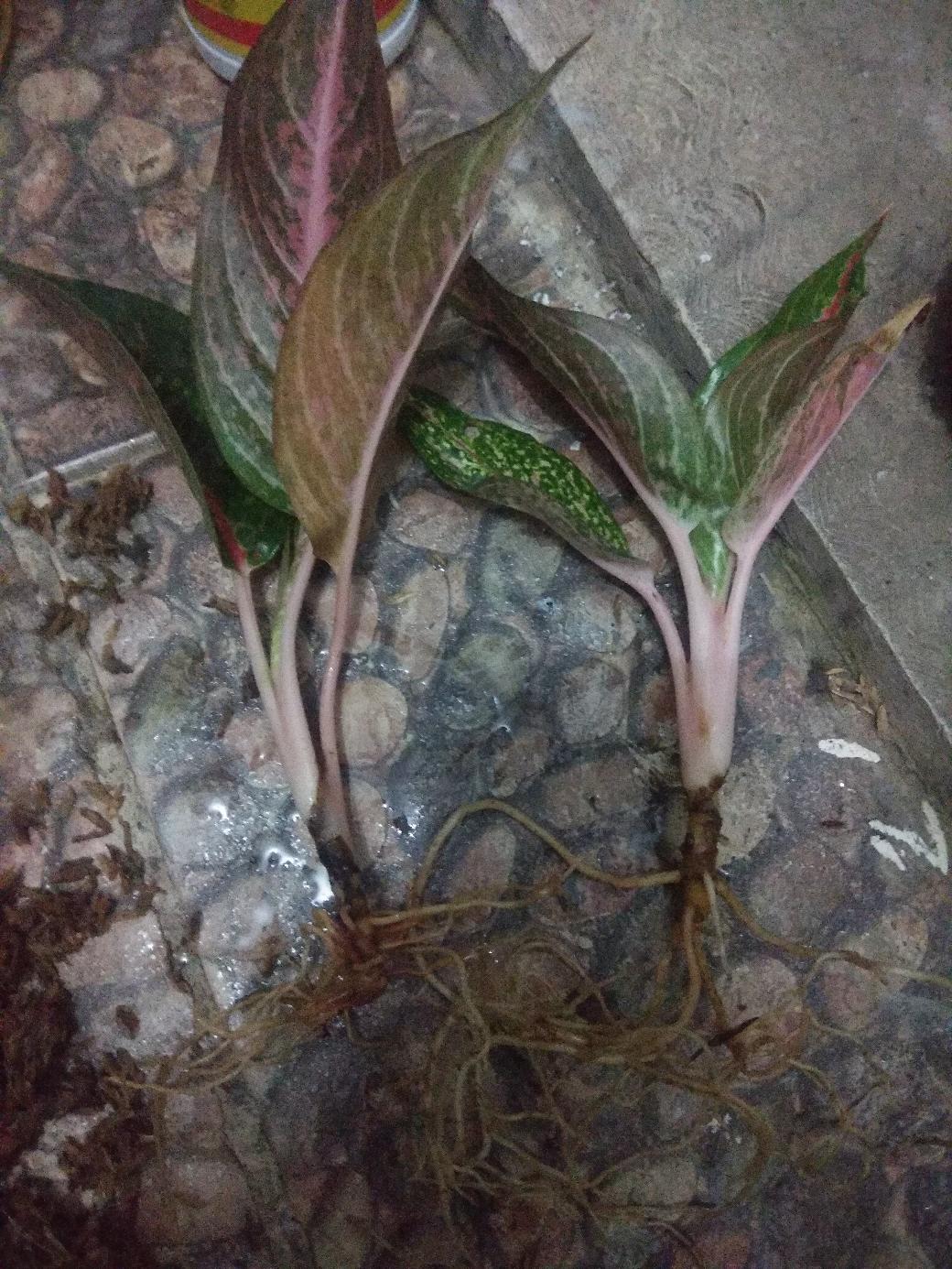 Aglonema Hot Lady