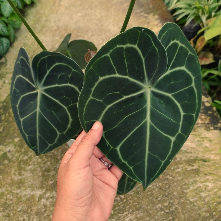 Tanaman Hias Anthurium Clarinervium Pagoda