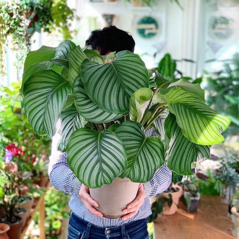 tanaman hias calathea orbifolia / calathea orbi import