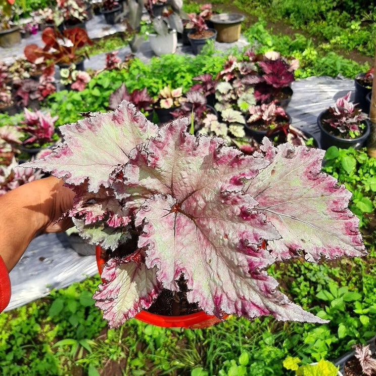 Begonia Pink Beauty Tanaman Hias Murah Ukuran Remaja
