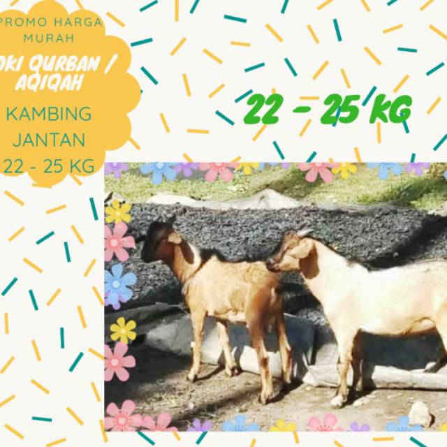 Kambing Jantan Qurban  - Berat ~ 22-25Kg