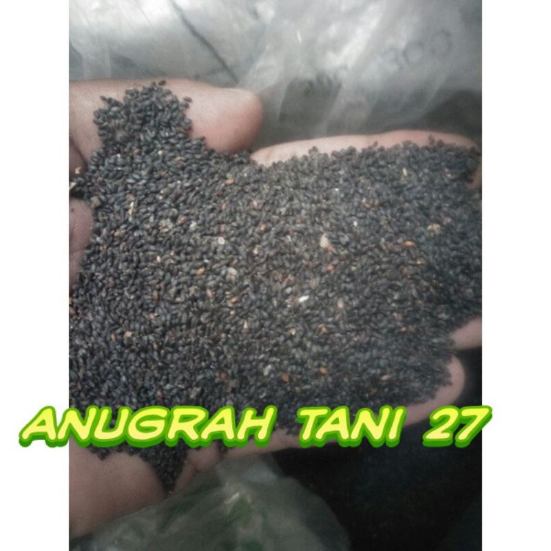 Benih kemangi/Bibit KEMANGI isi 1kg kurang lebih/1000gr