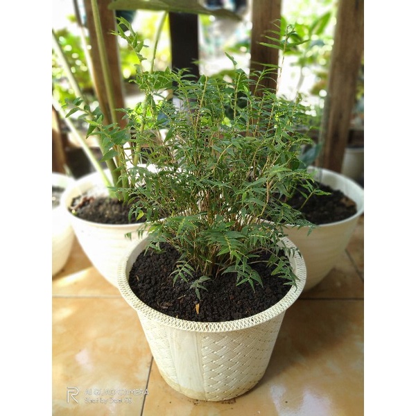 Bibit Bambu Mini - Tanaman Hias Bambu Mini